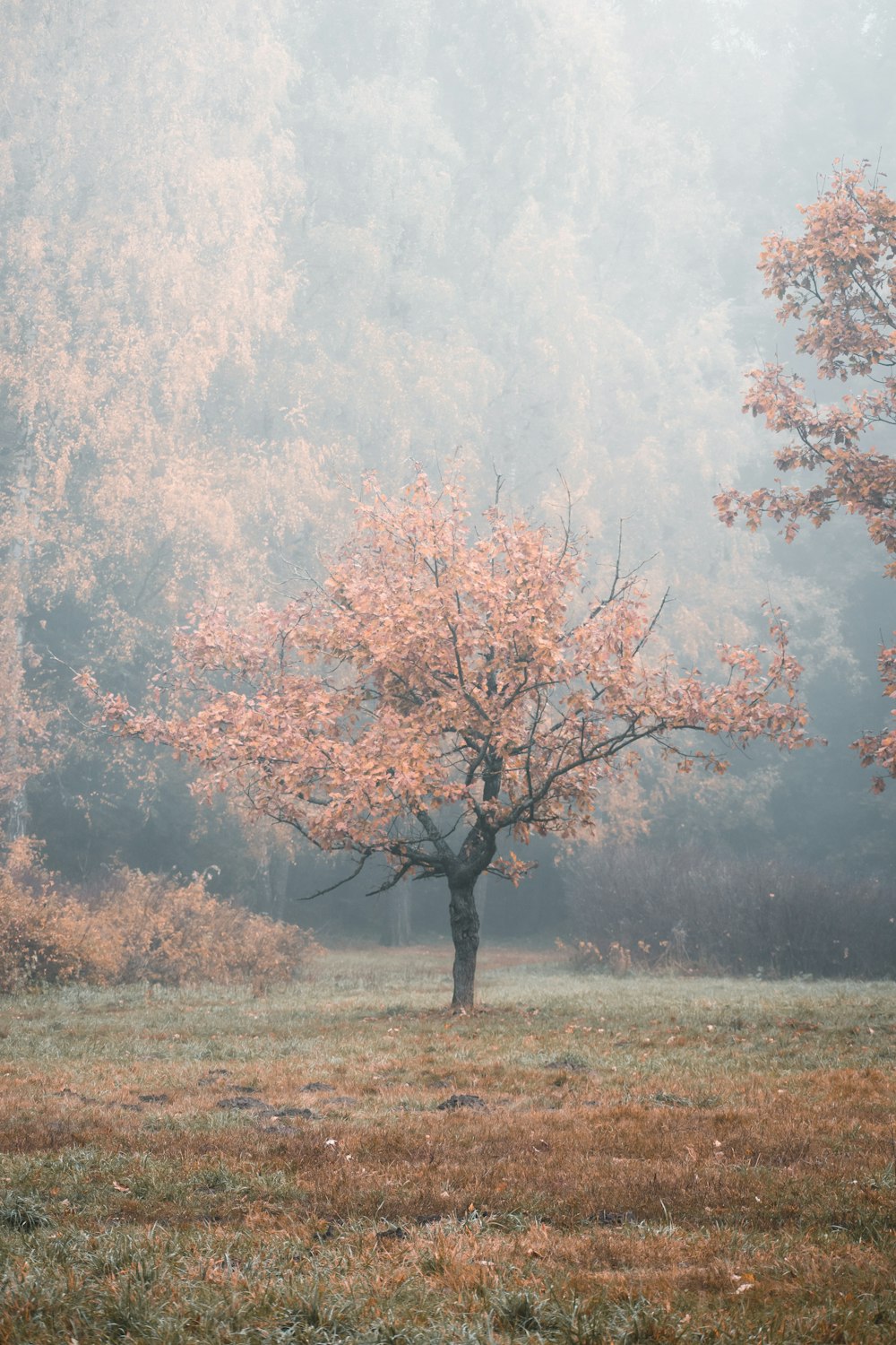 a tree with pink leaves