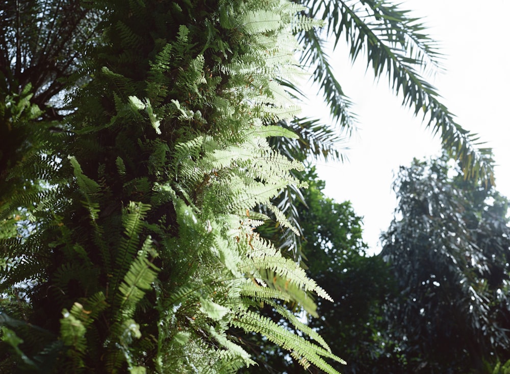 a group of trees