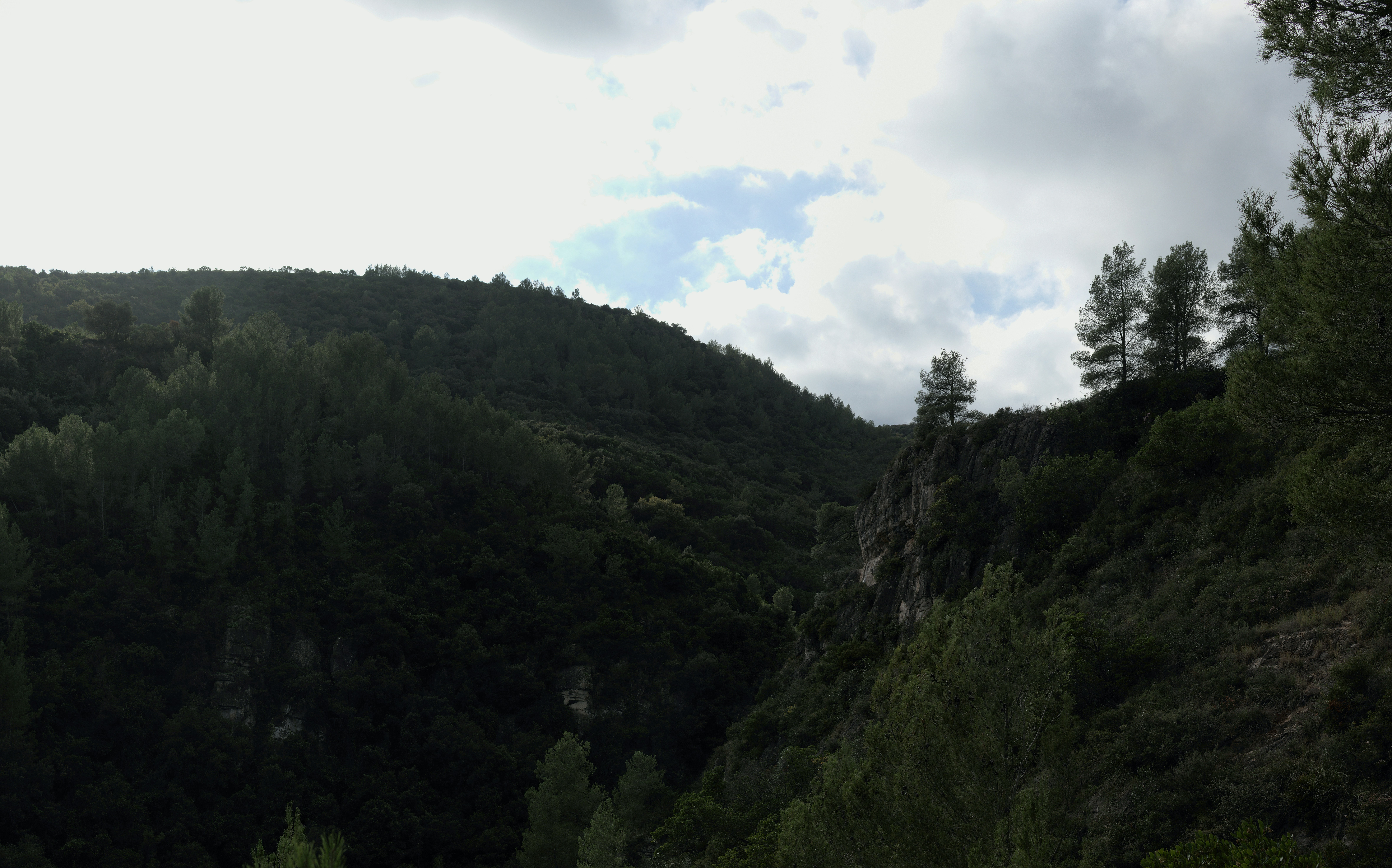 a forest of trees