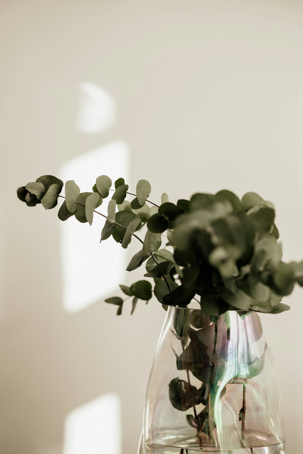 a vase with white flowers