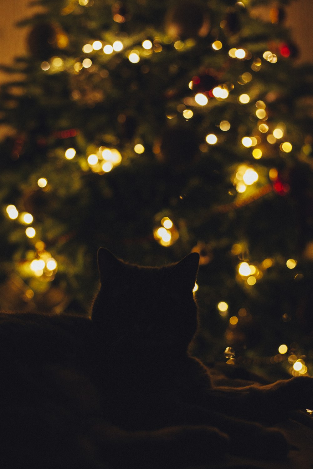 a cat looking at a tree