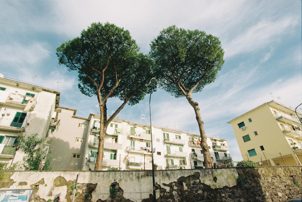 a group of trees next to a building