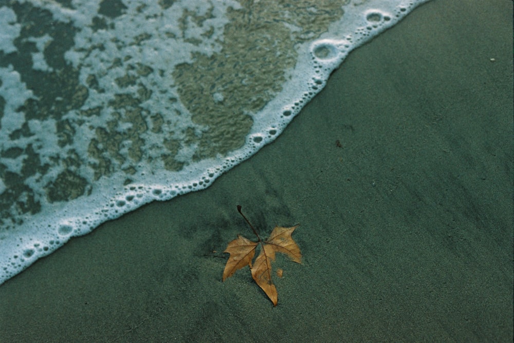 a leaf on the beach