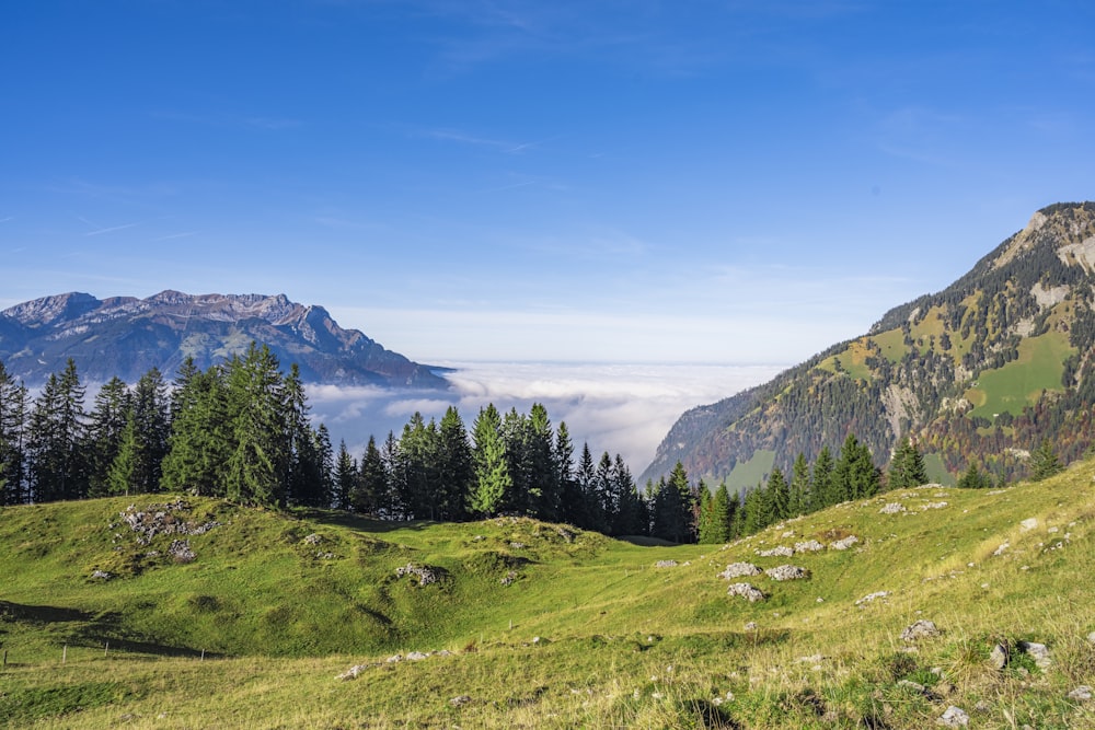 a grassy hill with trees and mountains in the background