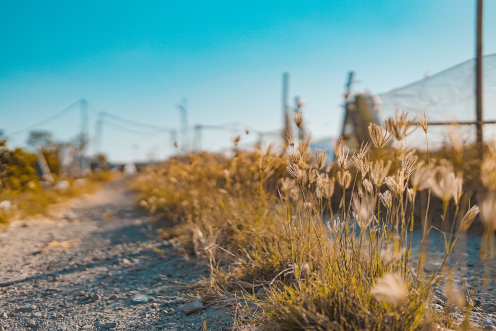 a field of cactus