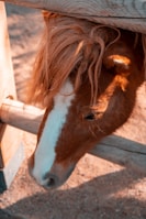 A close-up of a pony's head resting between wooden fence rails. The pony has a reddish-brown coat with a thick mane and a white stripe running down its nose. Sunlight casts warm tones on the scene, highlighting the textures of the pony's mane and the wood.