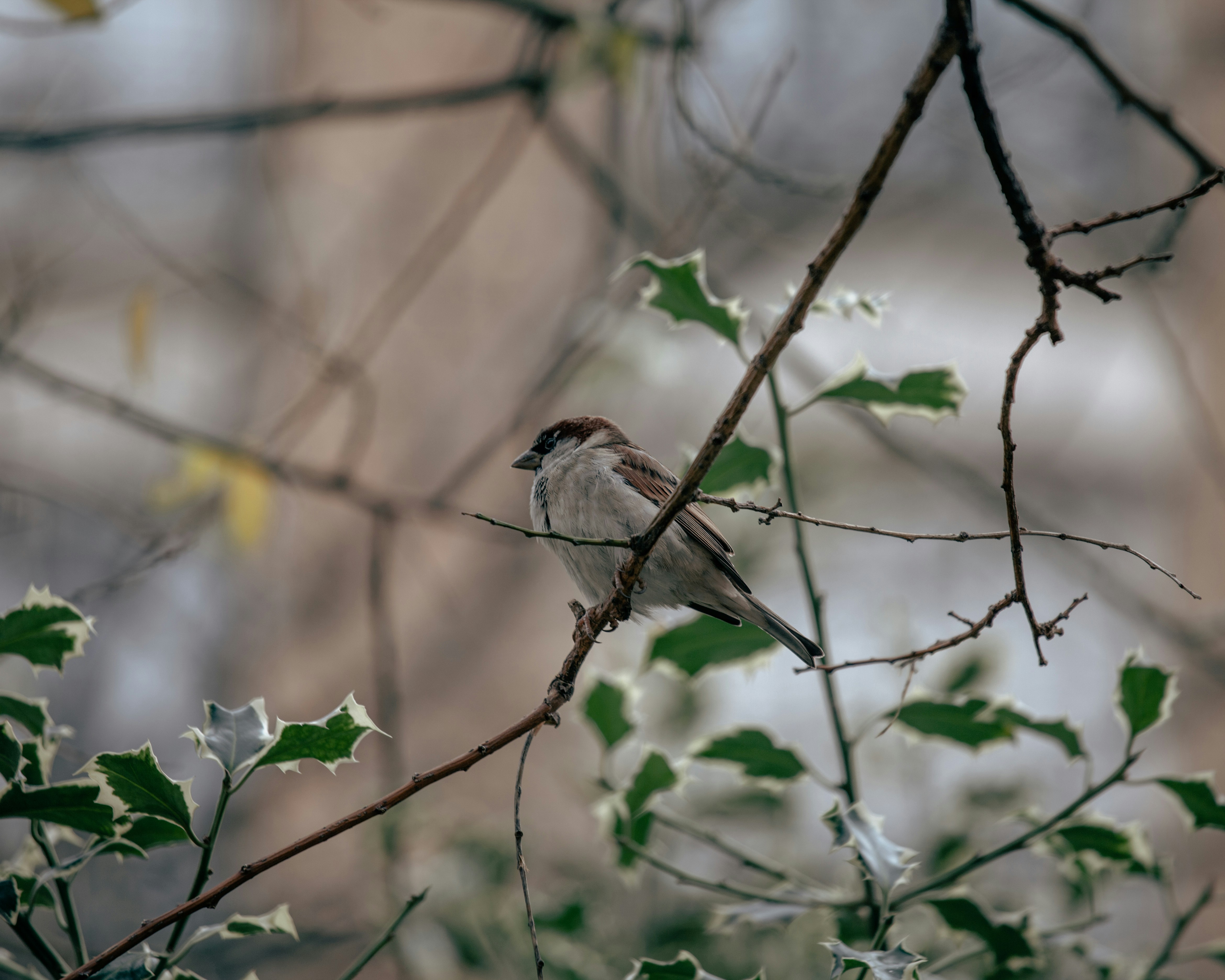 Ein Vogel sitzt auf einem Ast