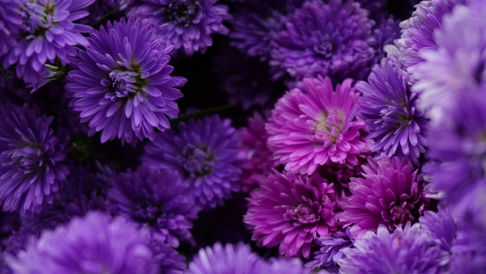 a group of purple flowers