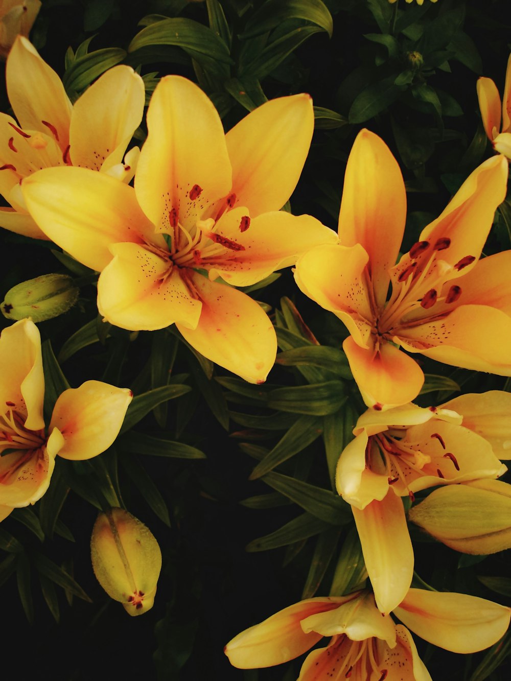 a group of pink flowers