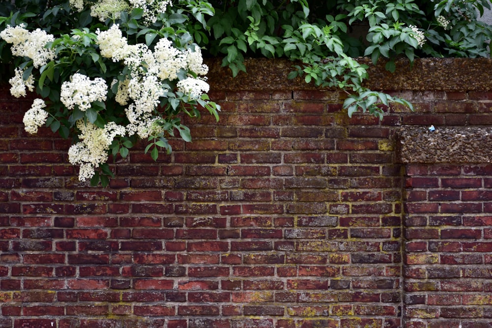 a brick wall with white flowers