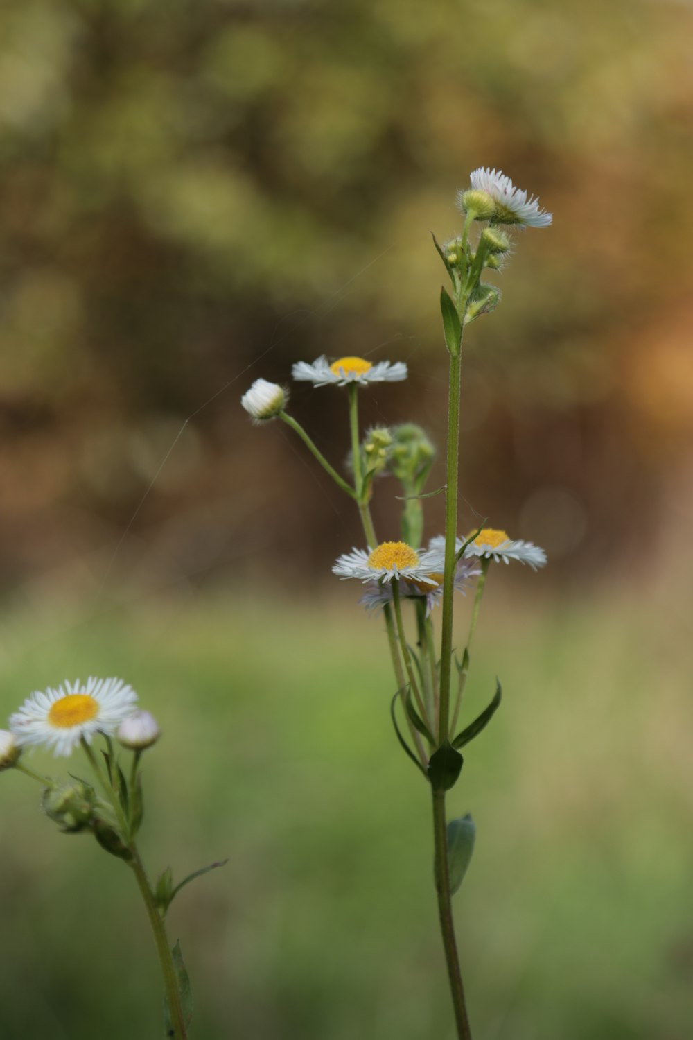 a close-up of some flowers