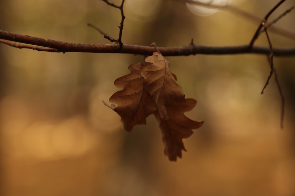 a close up of a leaf