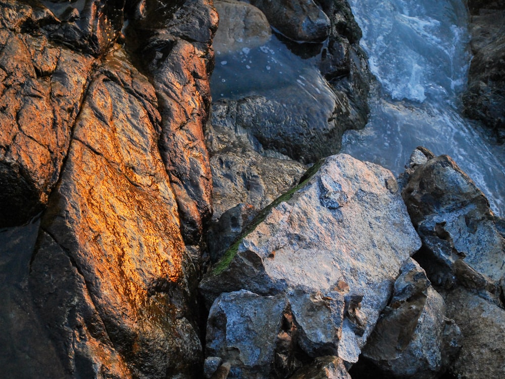 a lizard on a rock