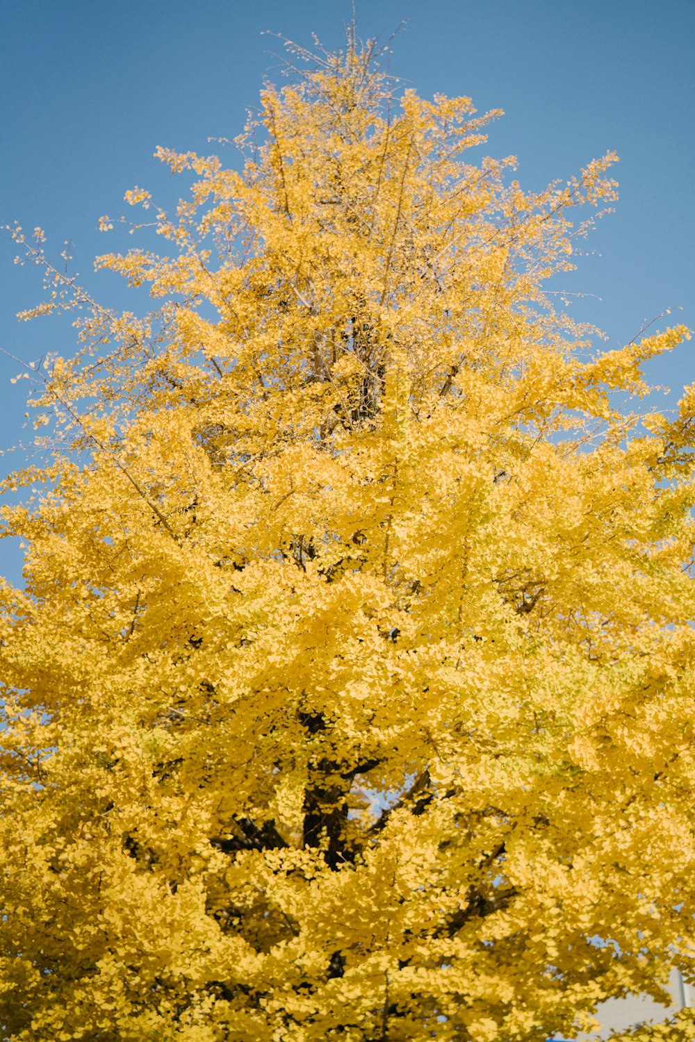 a tree with yellow leaves