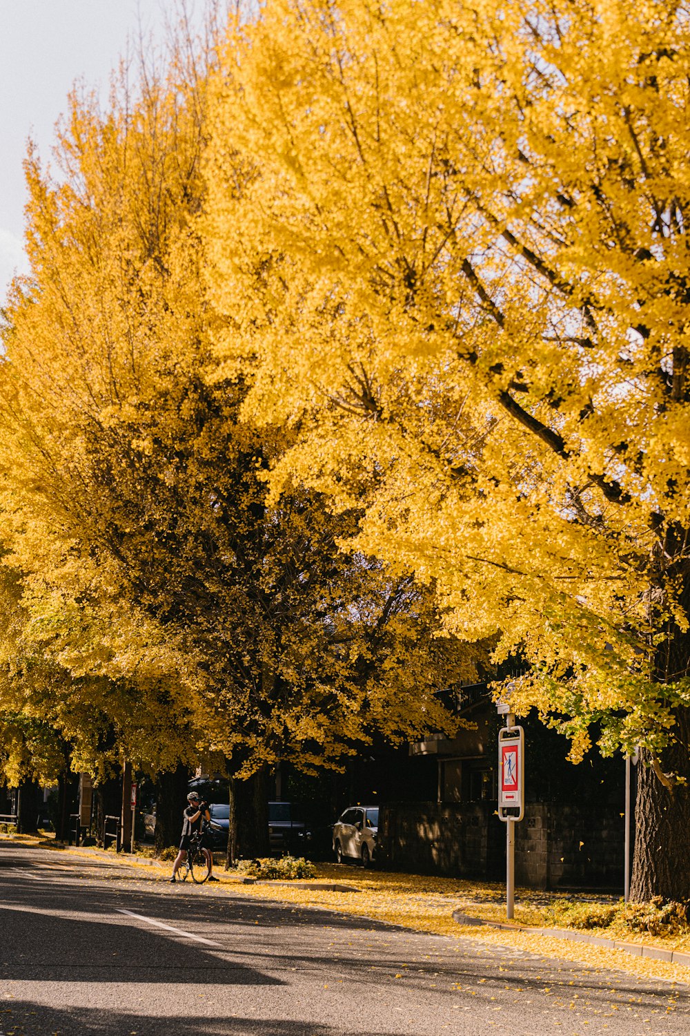 a road with trees on either side