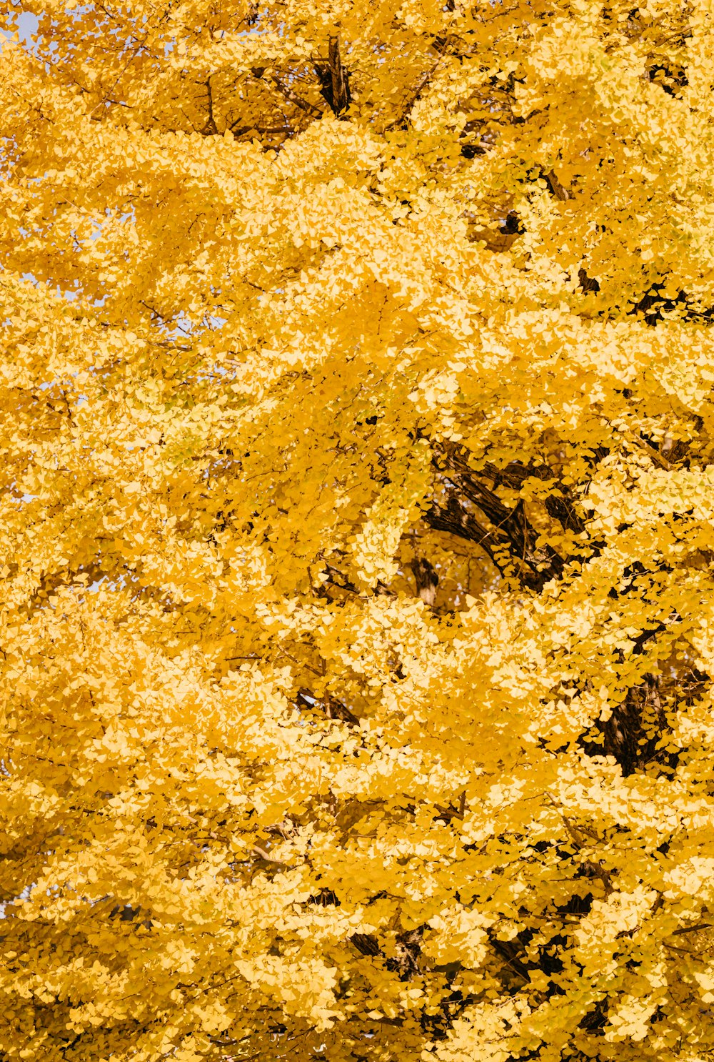 a close up of a yellow substance