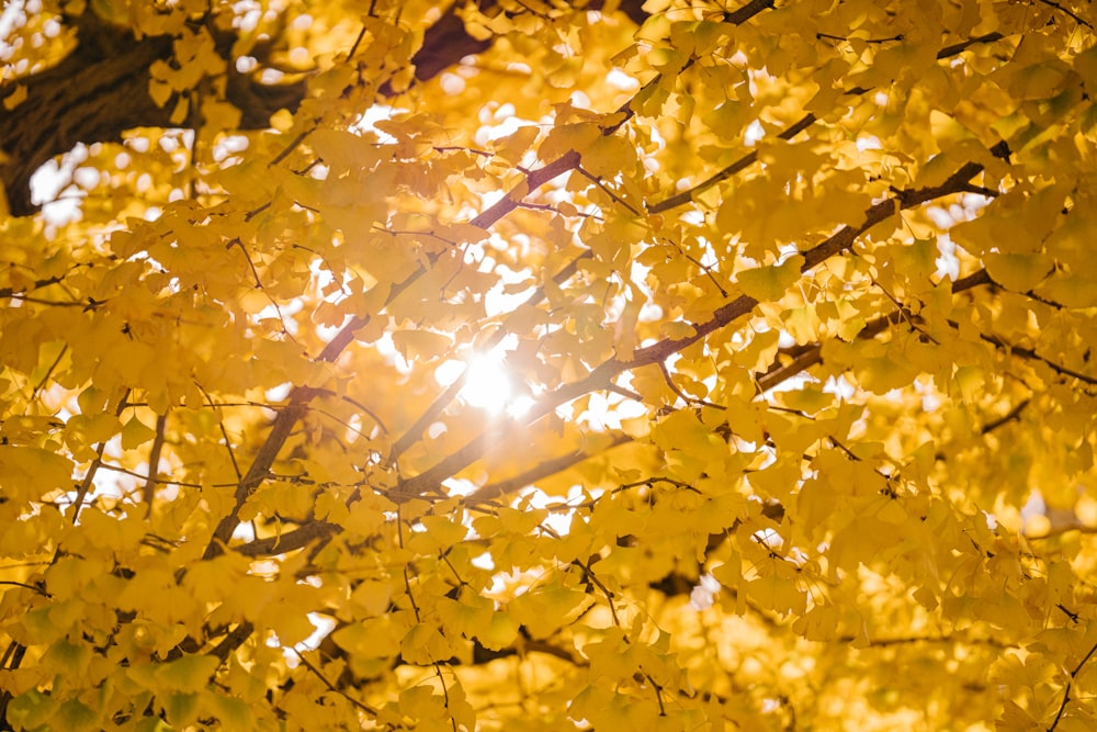 a close up of a tree branch