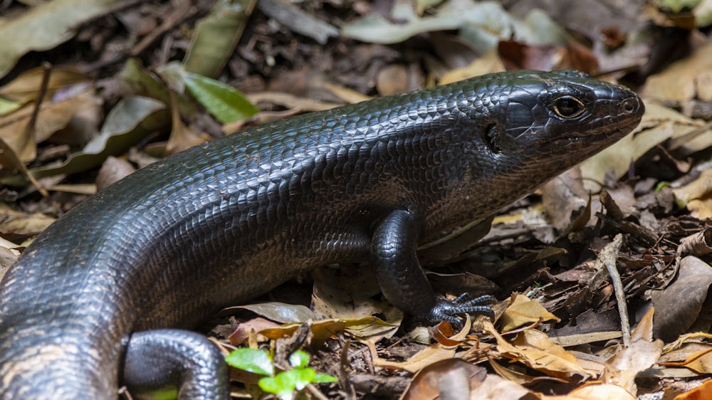 a lizard on the ground