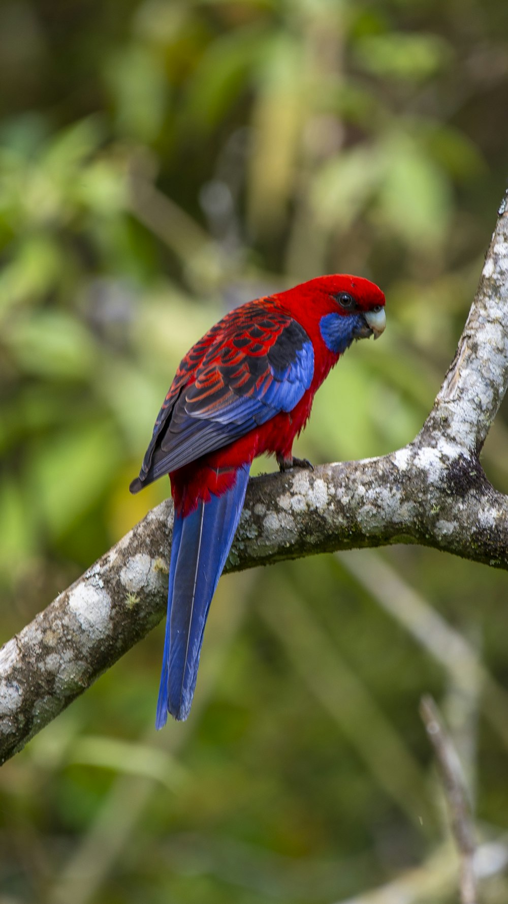 a red and blue bird on a branch