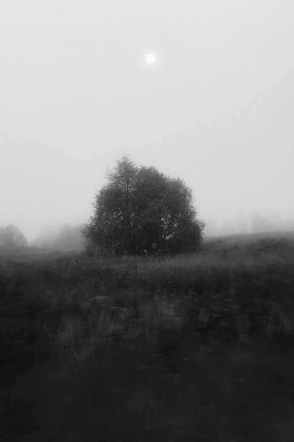 a tree in a field