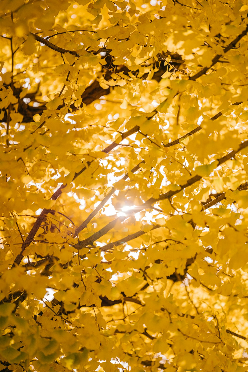 a tree with yellow leaves