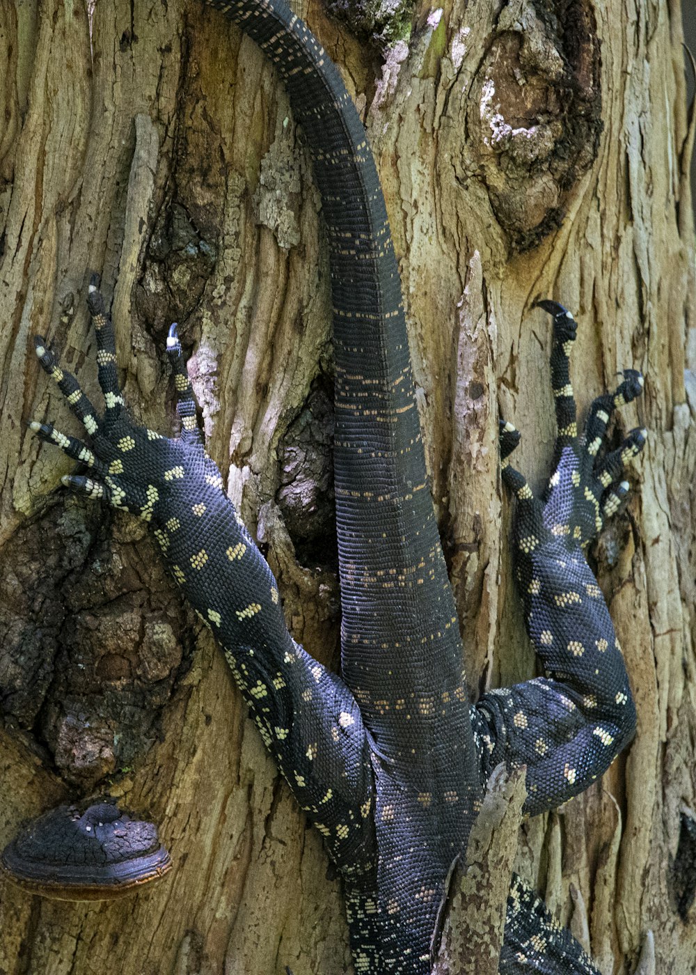 a snake slithering on a tree