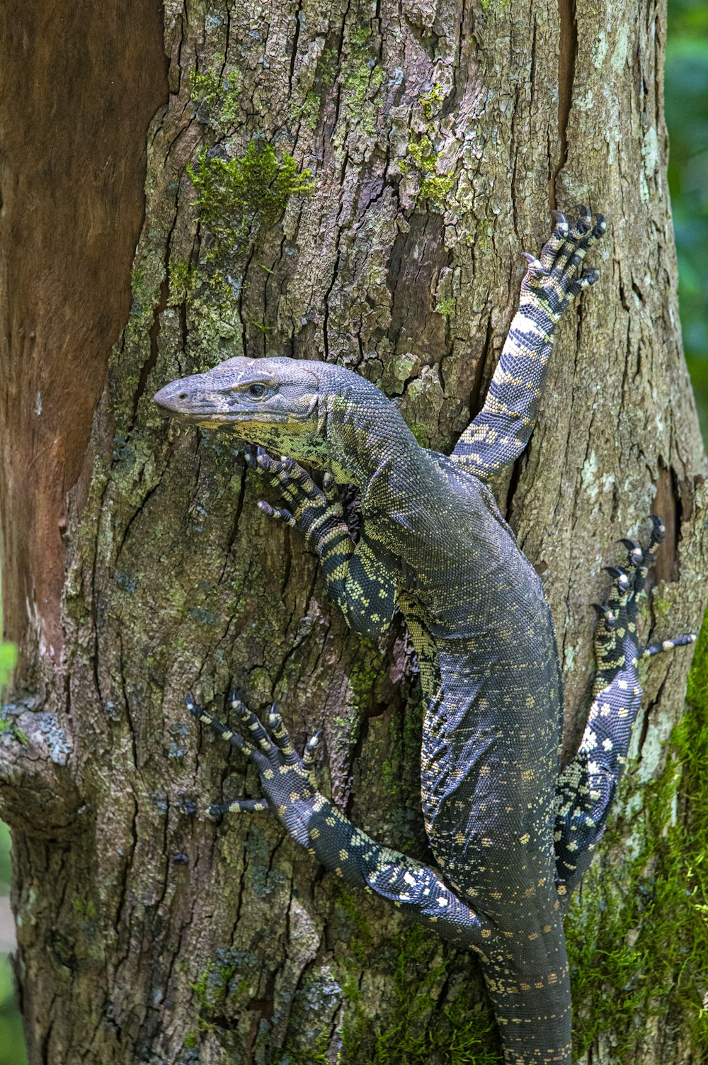 a lizard on a tree