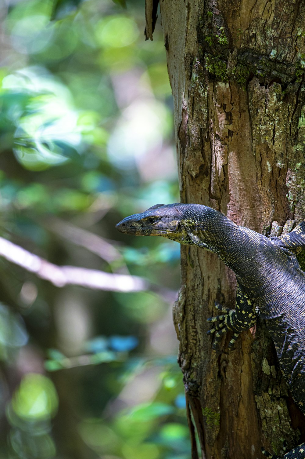 a lizard on a tree