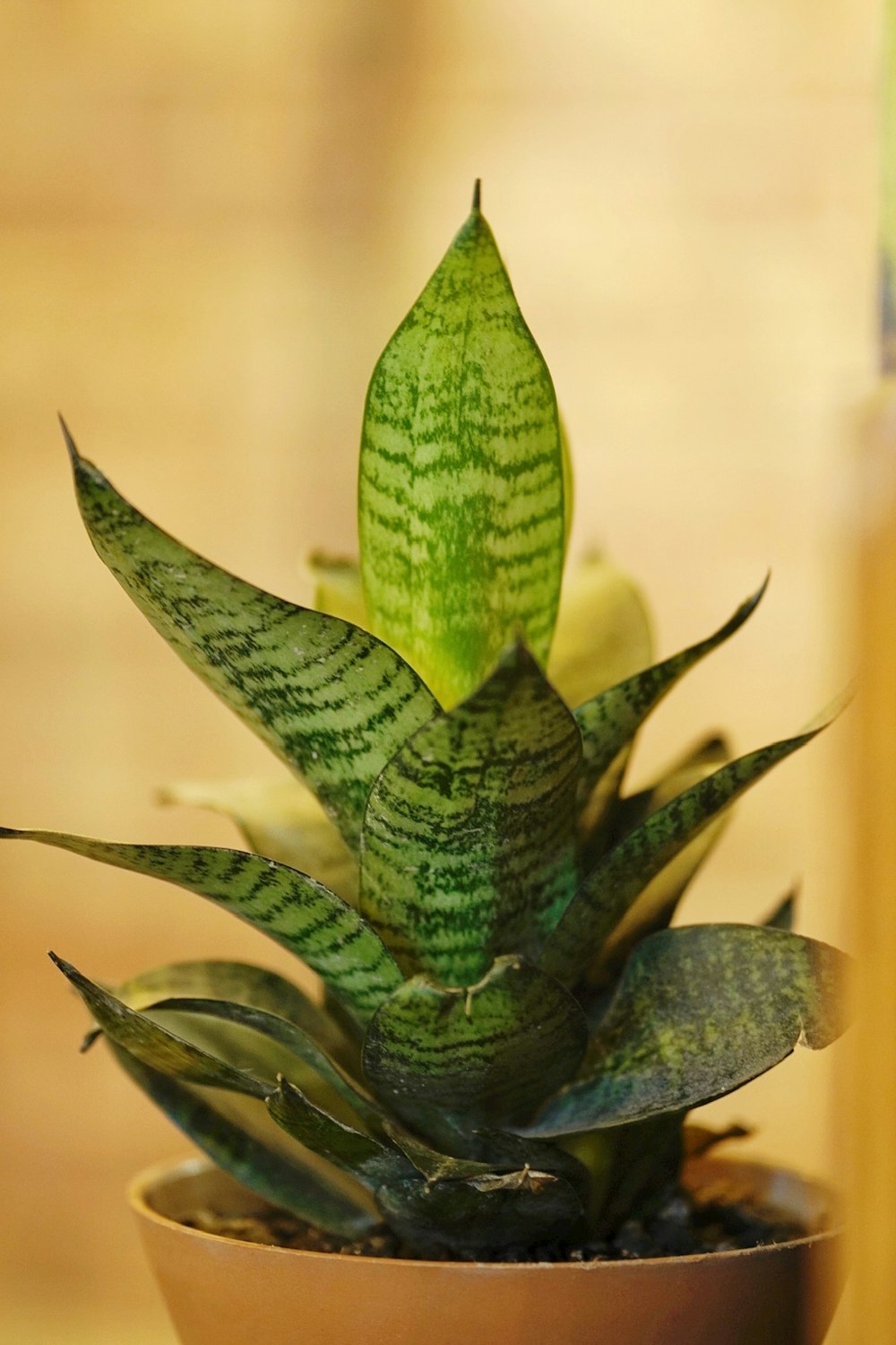 a green cactus in a pot