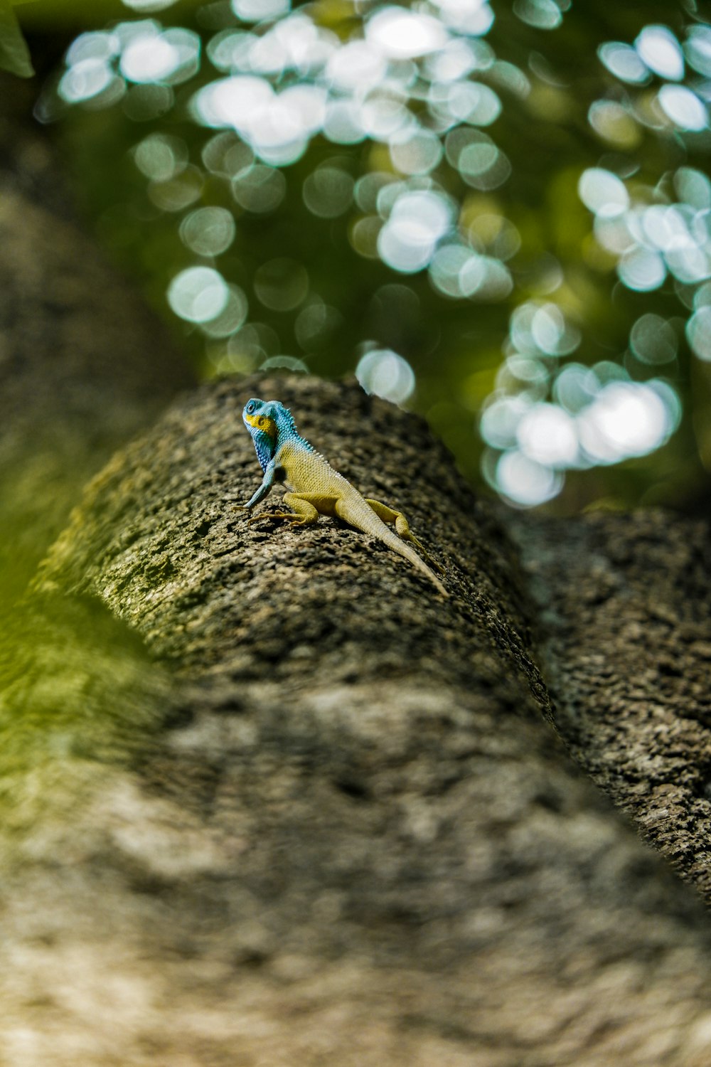 a frog on a tree branch