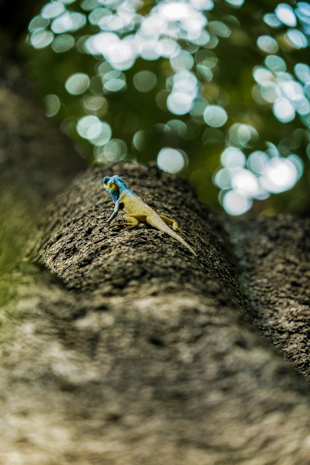 a frog on a tree branch