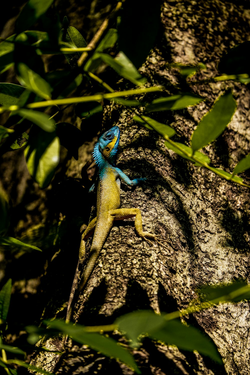 a lizard on a rock