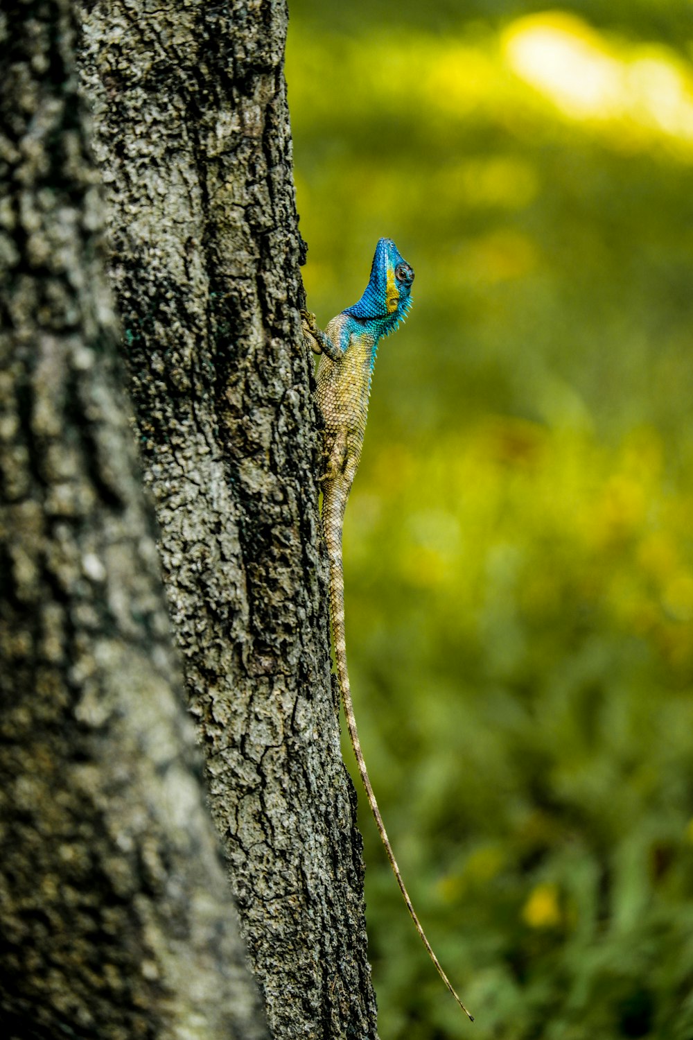 a blue and yellow lizard on a tree