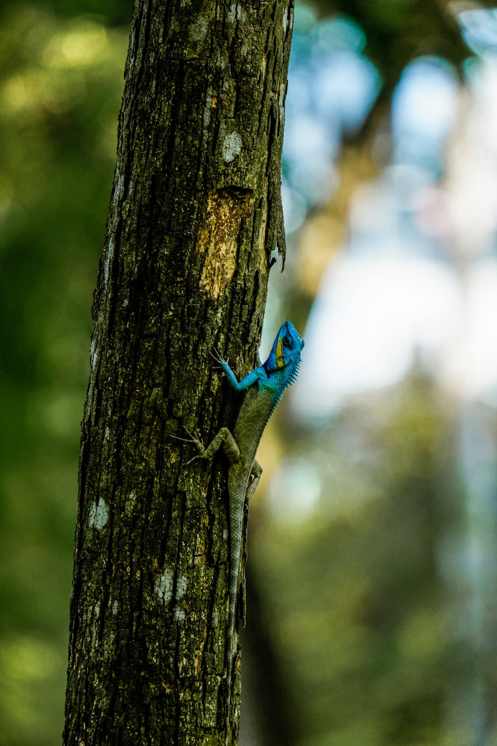 a blue lizard on a tree
