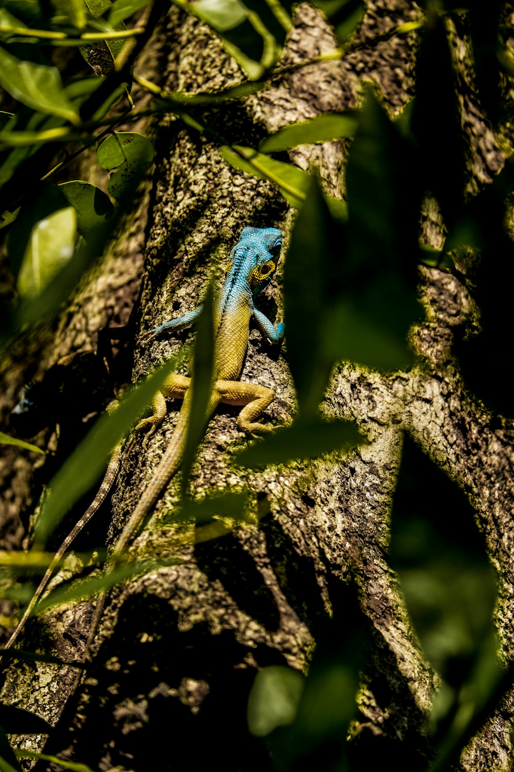 a lizard on a tree branch