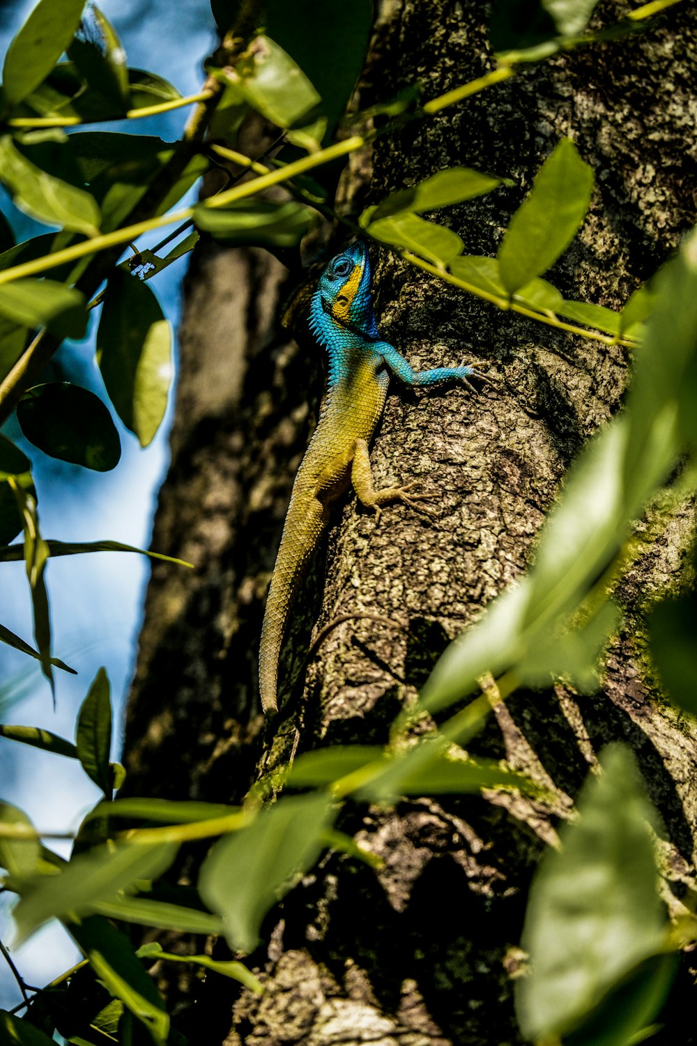 a lizard on a tree branch