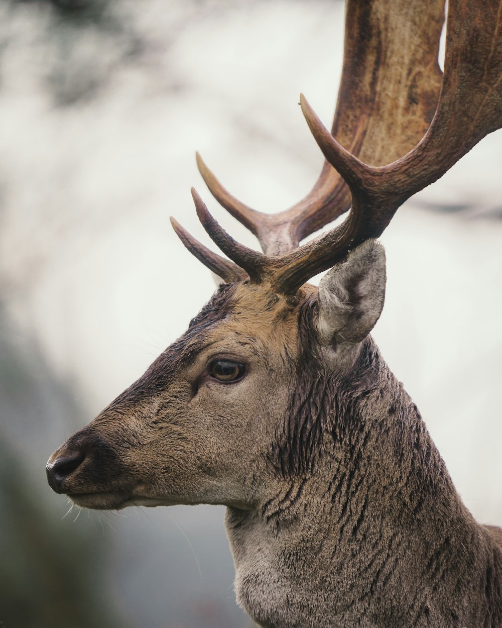 a deer with antlers