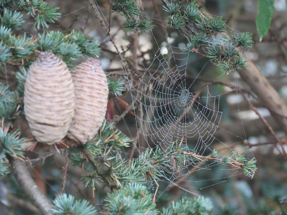 a bird nest in a tree