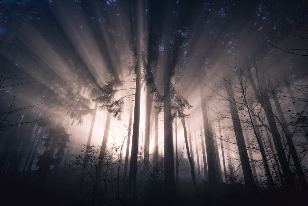 a group of trees with the sun behind them