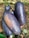 A hand holds several large, oblong purple fruits with a smooth, glossy texture. Some fruits have small patches of a yellow-orange color near the tips. The background shows a blurred natural setting with green foliage and brown ground, suggesting an outdoor or garden environment.