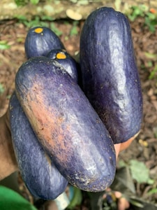 A hand holds several large, oblong purple fruits with a smooth, glossy texture. Some fruits have small patches of a yellow-orange color near the tips. The background shows a blurred natural setting with green foliage and brown ground, suggesting an outdoor or garden environment.