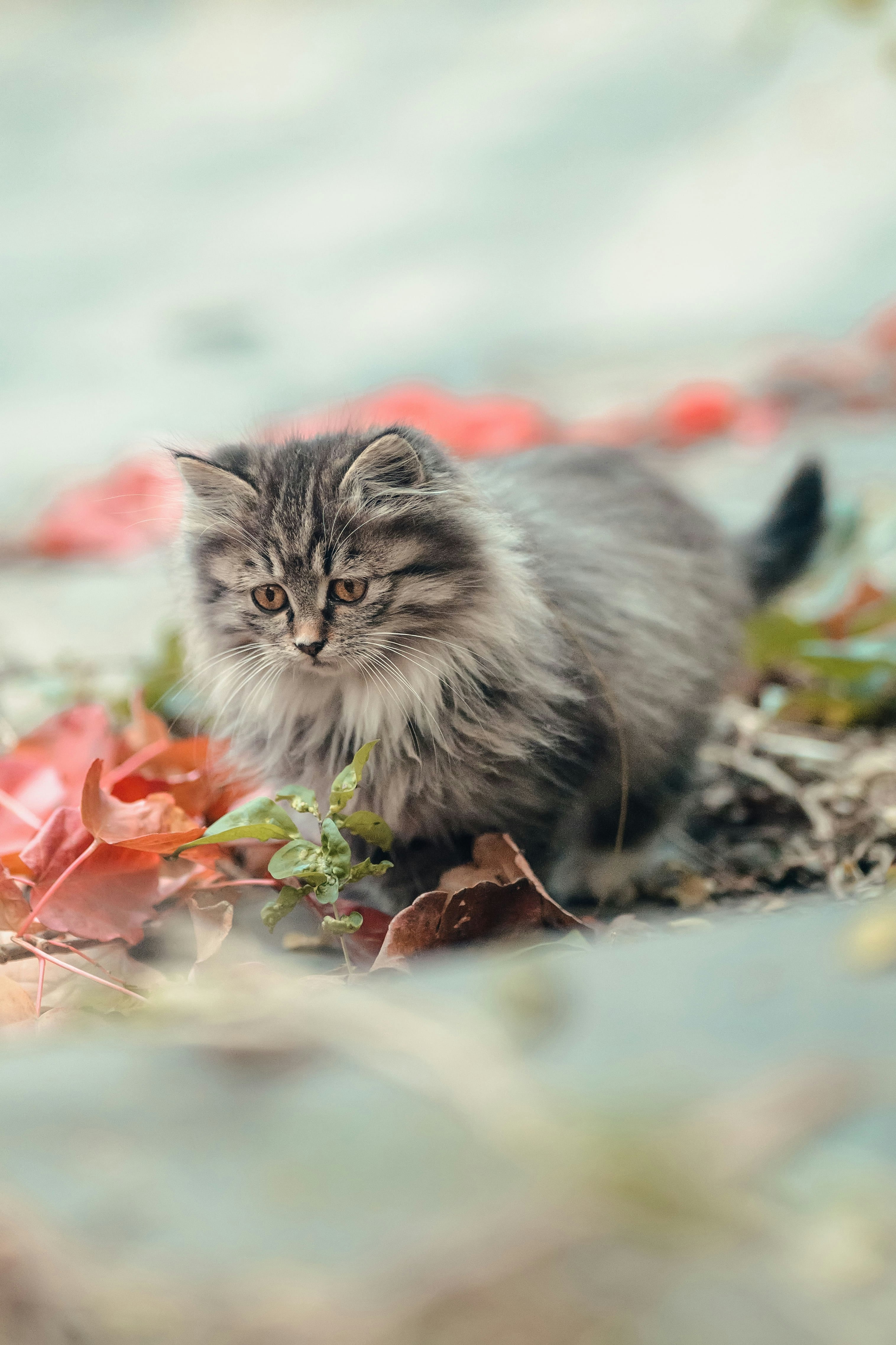A cat sitting on the ground photo – Free Cat Image on Unsplash