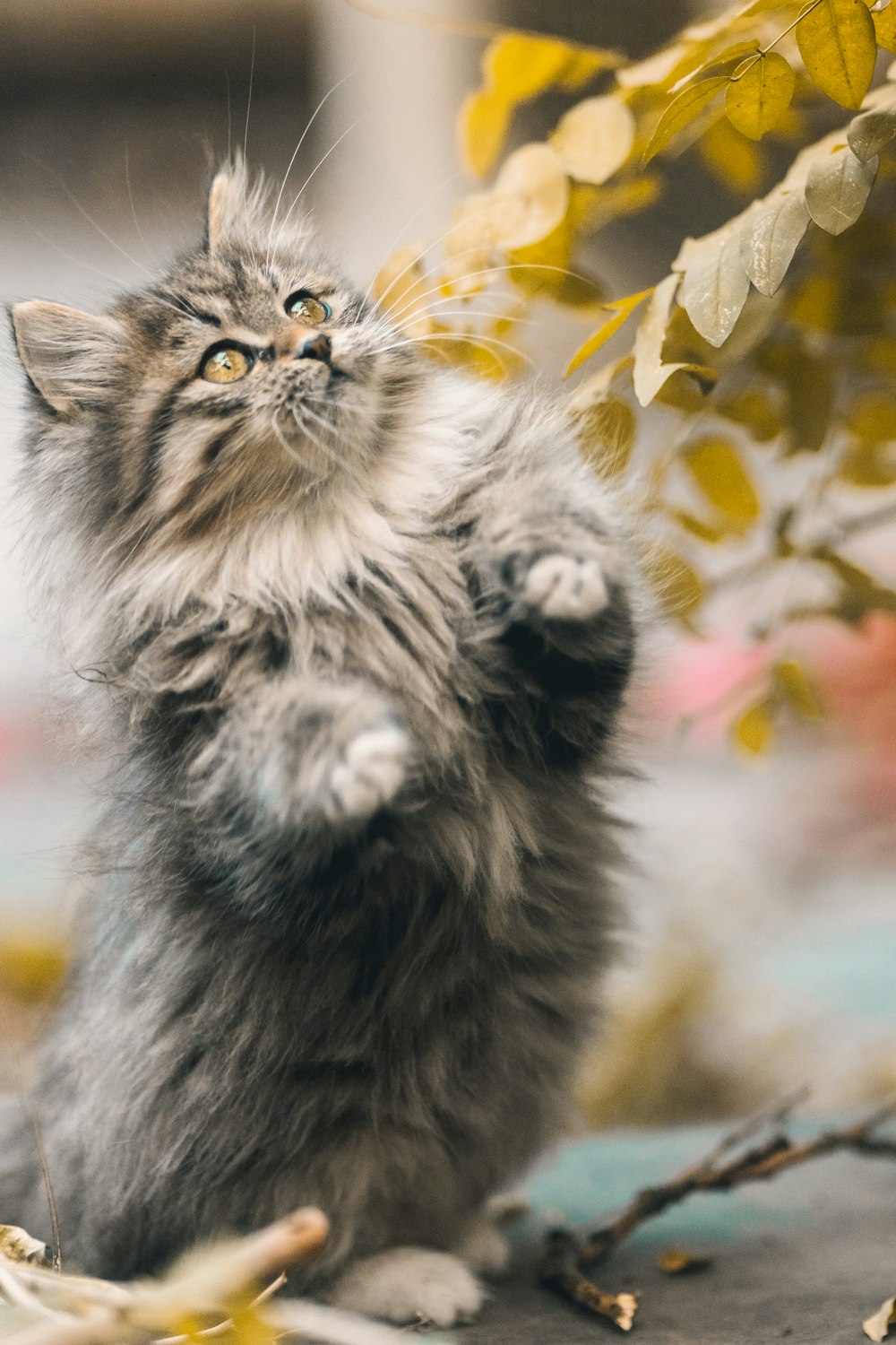 a cat standing on its hind legs