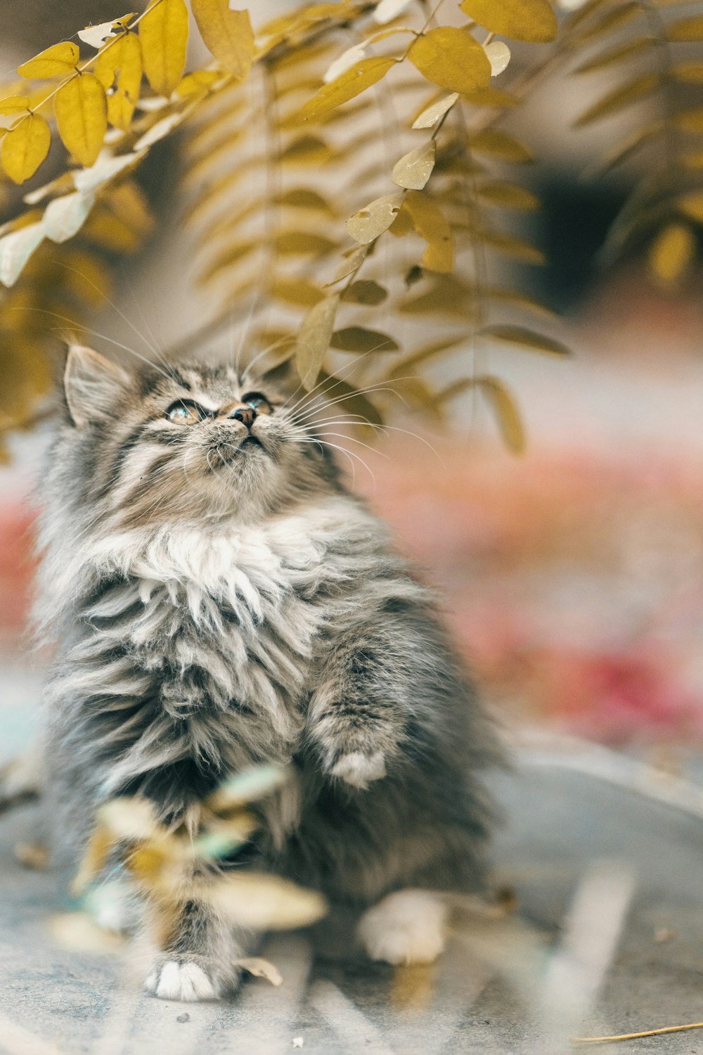 a cat sitting on the ground