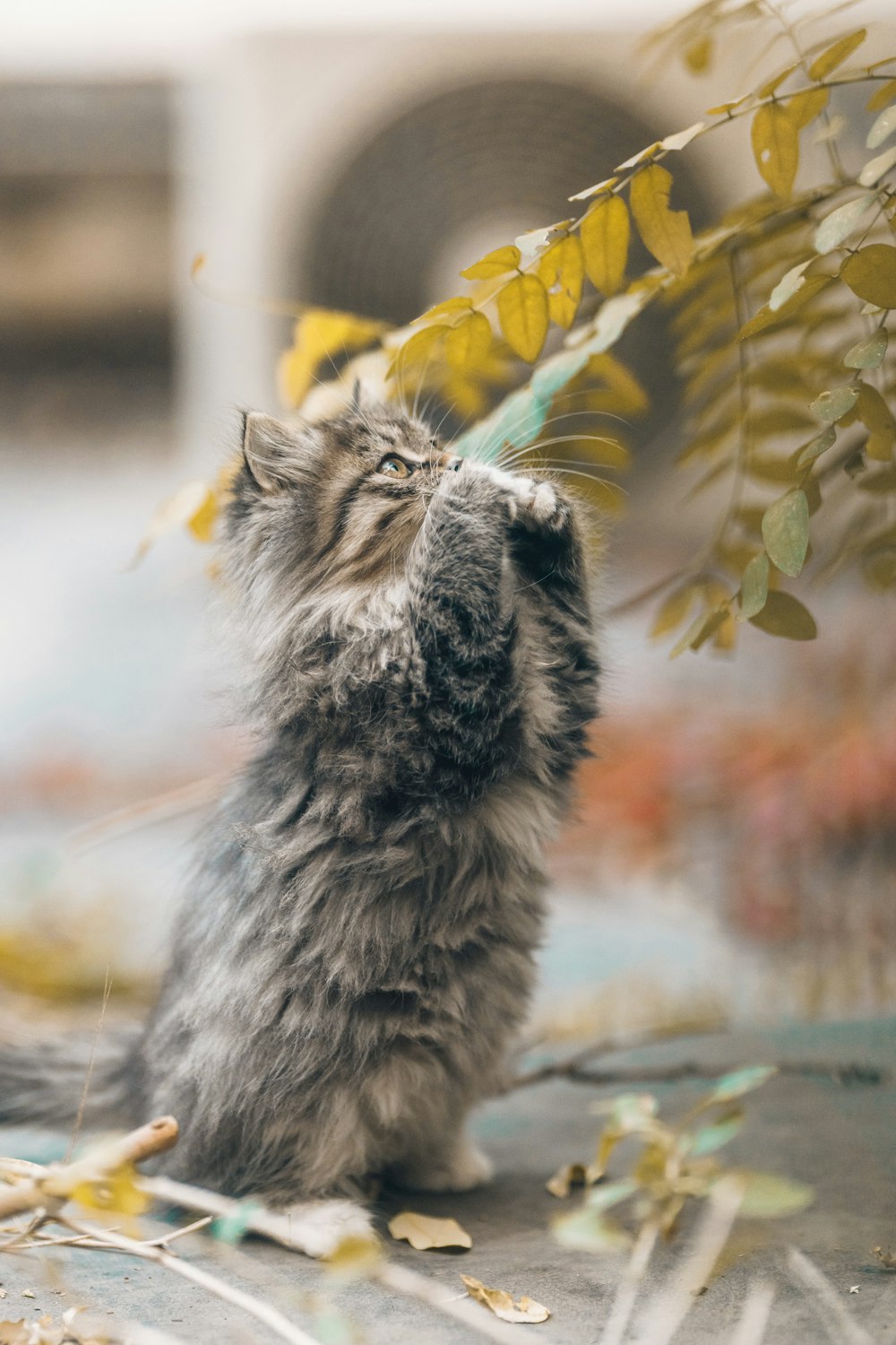 a cat standing on a rock