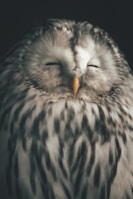 Close-up of a calm, bandaged owl resting peacefully on a soft cloth.