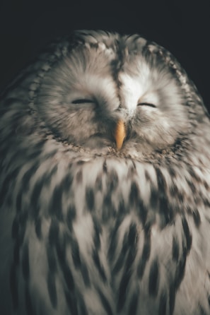 Close-up of a calm, bandaged owl resting peacefully on a soft cloth.