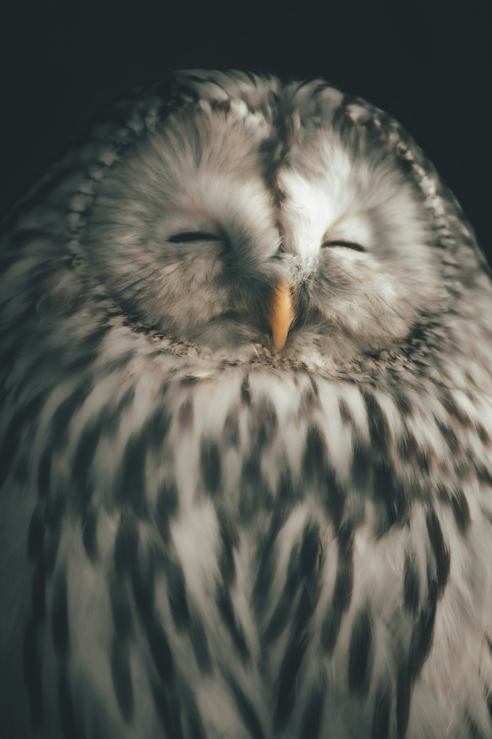 a close up of a bird