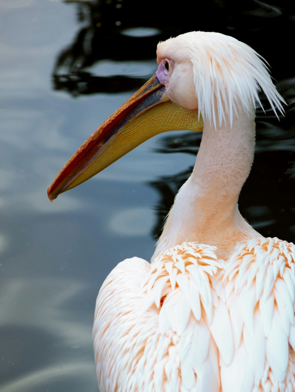 two flamingos with long beaks