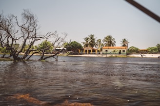 A calm water body with a partially submerged tree on the left, adjacent to a sandy shoreline lined with palm trees and small buildings. The structures have red-tiled roofs, and the area conveys a serene, rural setting.